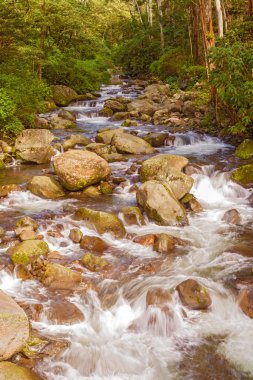  Caldera Nehri yakınında Boquete şehir Panama