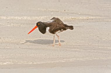 Amerikan yiyecek arayan Oystercatcher, Haematopus palliatus, 