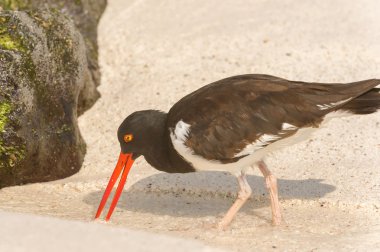 Amerikan yiyecek arayan Oystercatcher, Haematopus palliatus, 