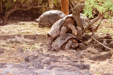 Çiftleşme Darwin İstasyonu, Galapagos dev kaplumbağa.