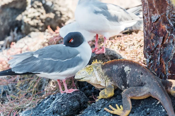 Golondrina cola gaviota e iguana en las Islas Galápagos — Foto de Stock