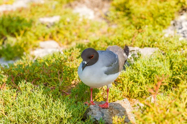 Engolir gaivota de cauda de Galápagos — Fotografia de Stock