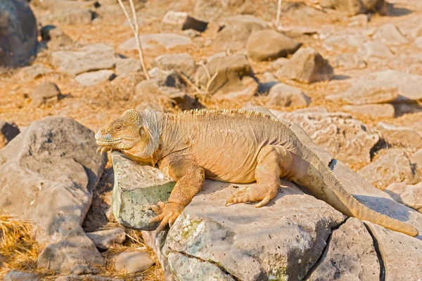 Galapagos sarı toprak Iguana — Stok fotoğraf