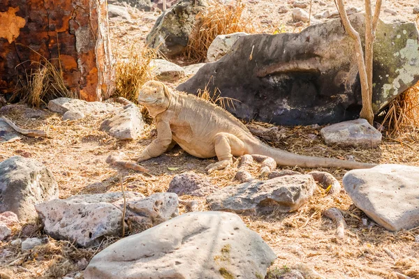 Gul Galapagos Land Iguana — Stockfoto