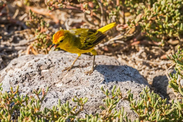 Male Yellow Warbler from Galapagos. — Stock Photo, Image