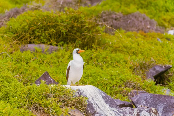 Nazca booby i Galapagos — Stockfoto