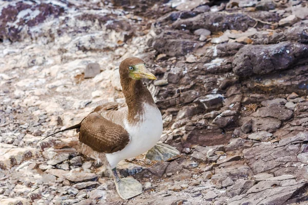 Juvenil Nazca Booby i Galapagos — Stockfoto