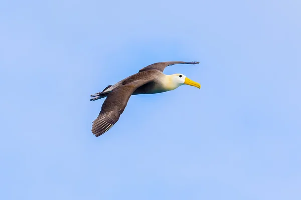 Albatrosz repülő Galápagos intett — Stock Fotó