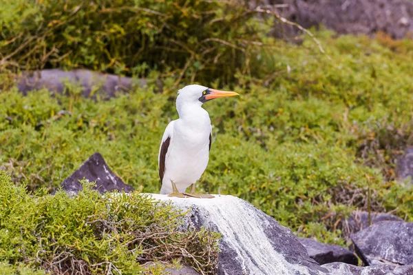 Nazca booby em Galápagos — Fotografia de Stock