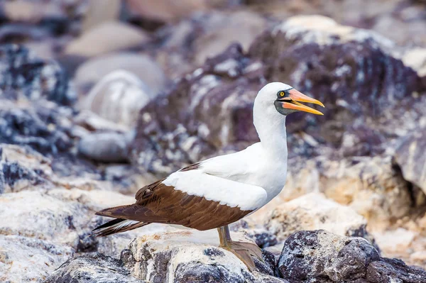 Nazca booby em Galápagos — Fotografia de Stock