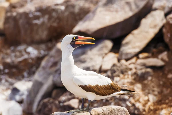 Nazca booby aux Galapagos — Photo