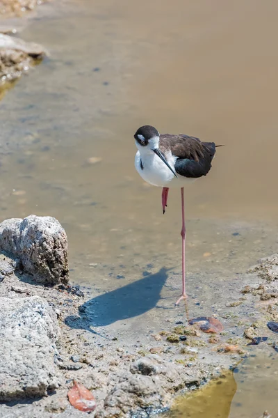 Svart hånglat stylta i Galapagos — Stockfoto