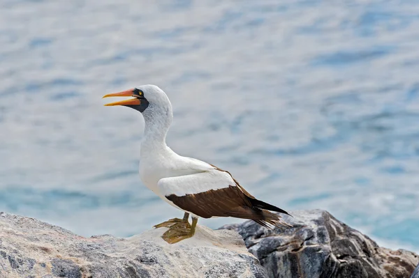 Nazca booby em Galápagos — Fotografia de Stock