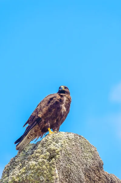 Galapagos hawk on the rock in Galapagos — Stock Photo, Image