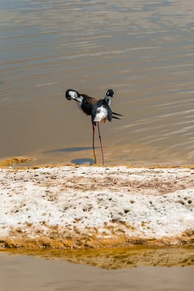 Чорний шиєю схожого на ходулі в Galapagos — стокове фото