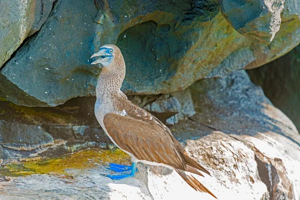 蓝脚鲣鸟在厄瓜多尔的加拉帕戈. — 图库照片