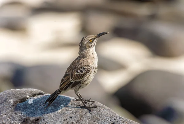 Galápagos Hood Mockingbirds — Fotografia de Stock