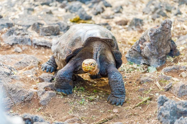 Giant turtle in Darwin Center, Galapagos