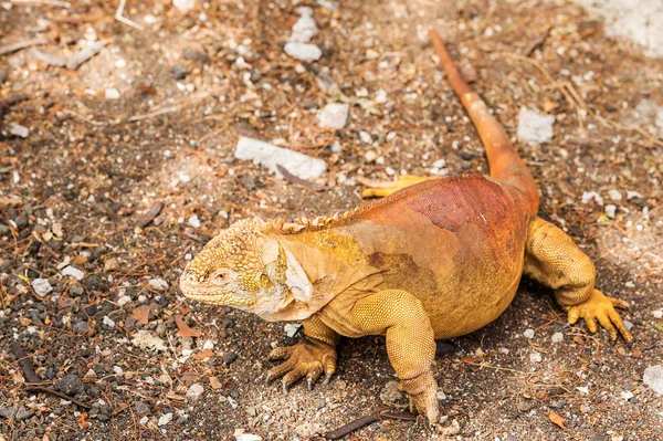 Iguana terrestre de galápagos —  Fotos de Stock