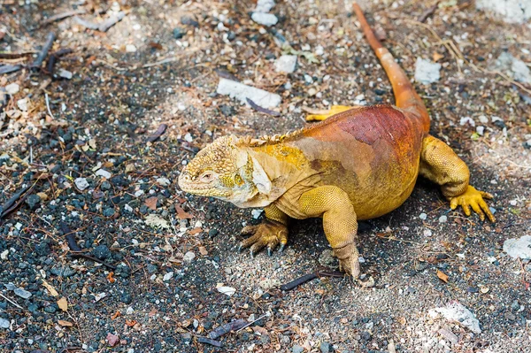 Galapagos Land Iguana — Fotografie, imagine de stoc