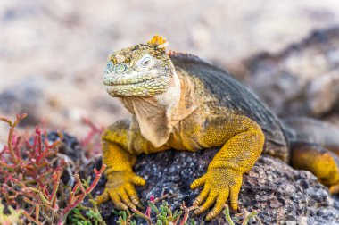 Santa Fe Adası Galapagos'vahşi arazi Iguana