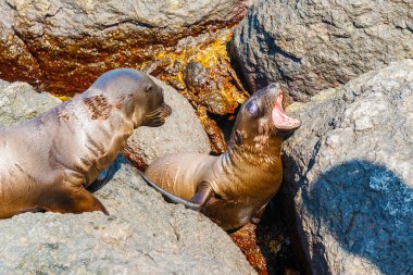 Galapagos Adaları'nda deniz aslanı