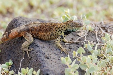 Lav kertenkele Galapagos Adaları