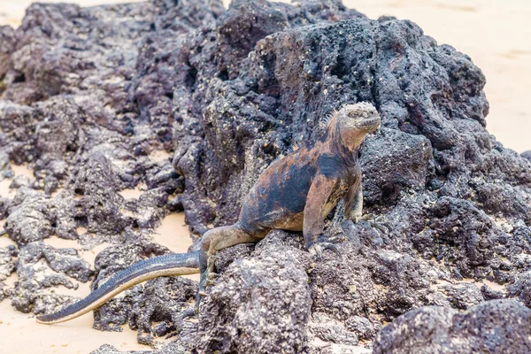Iguana marina en las islas Galápagos —  Fotos de Stock