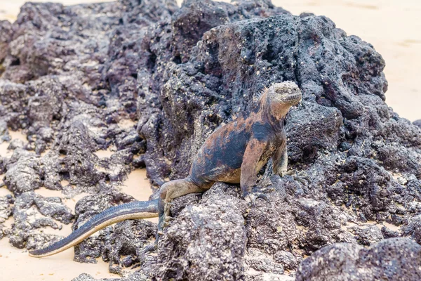 Marina Leguan på Galapagosöarna — Stockfoto