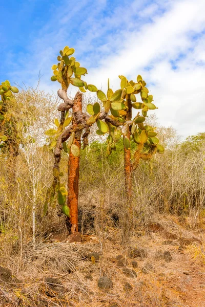 Árboles de cactus en las islas Galápagos — Foto de Stock
