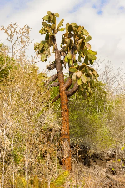 Kaktüs ağaçları Galapagos Adaları'nda — Stok fotoğraf