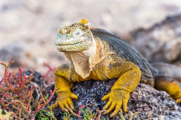 Santa Fe Adası Galapagos'vahşi arazi Iguana