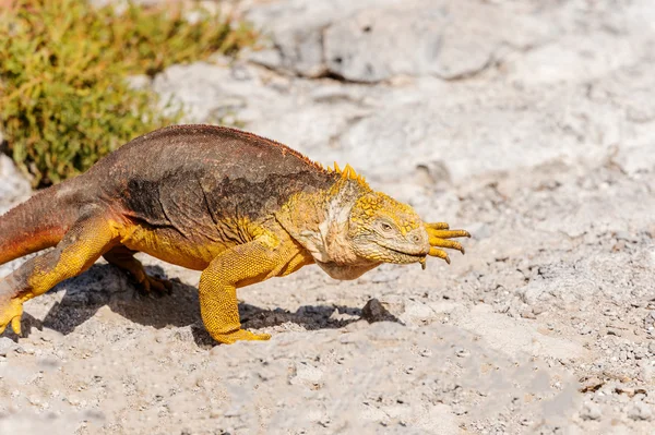 Vilda landlevande Leguan på Santa Fe ö i Galapagos — Stockfoto