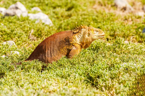 Vilda landlevande Leguan på Santa Fe ö i Galapagos — Stockfoto