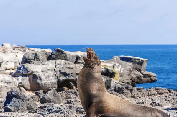 León Marino en las Islas Galápagos — Foto de Stock