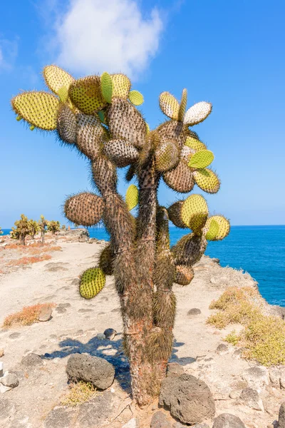 Cactus trees in Galapagos islands — Stock Photo, Image