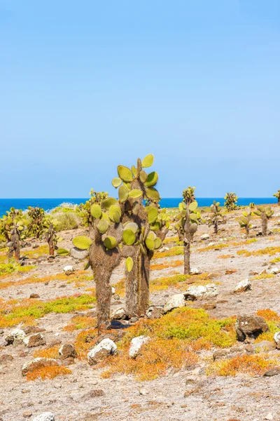 Kakteenbäume auf den Galapagos-Inseln — Stockfoto