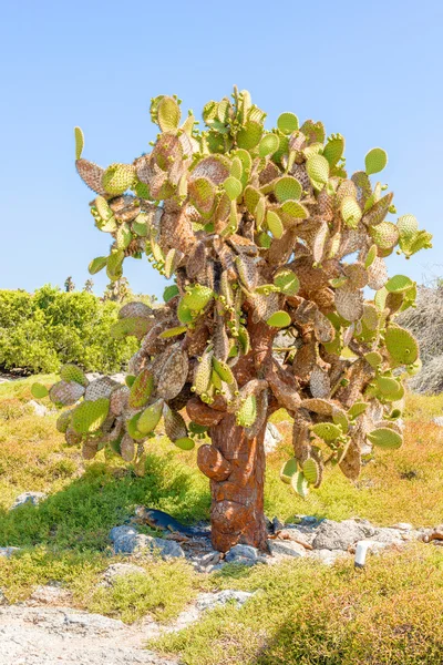 Cactus trees in Galapagos islands — Stock Photo, Image