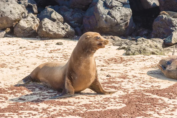 Lew morski w wysp Galapagos — Zdjęcie stockowe