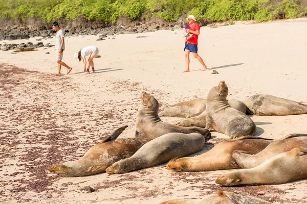 Sea Lions and the tourists in Galapagos Islands — Stock Photo, Image