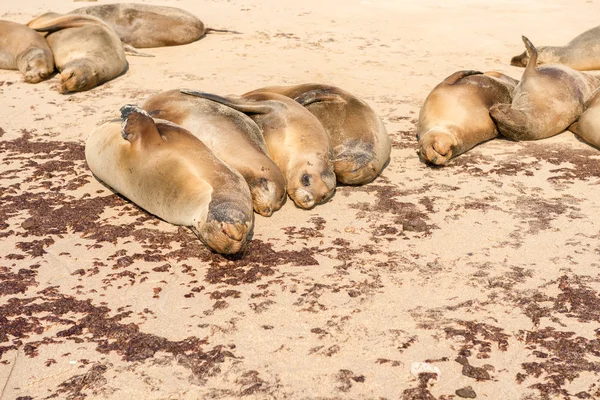 Lew morski na plaży, Wyspy Galapagos — Zdjęcie stockowe