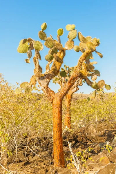 Cactus trees in Galapagos islands — Stock Photo, Image