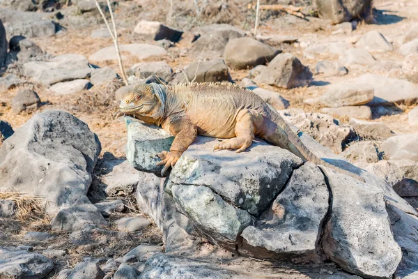 ガラパゴスのサンタ ・ フェ島に野生の陸イグアナ — ストック写真