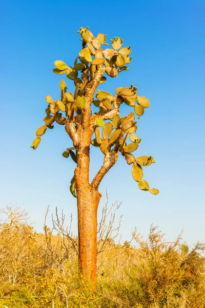 Cactus trees in Galapagos islands — Stock Photo, Image