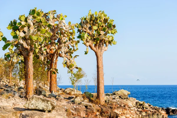 Árboles de cactus en las islas Galápagos — Foto de Stock