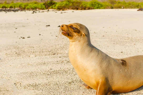 Leão marinho nas Ilhas Galápagos — Fotografia de Stock