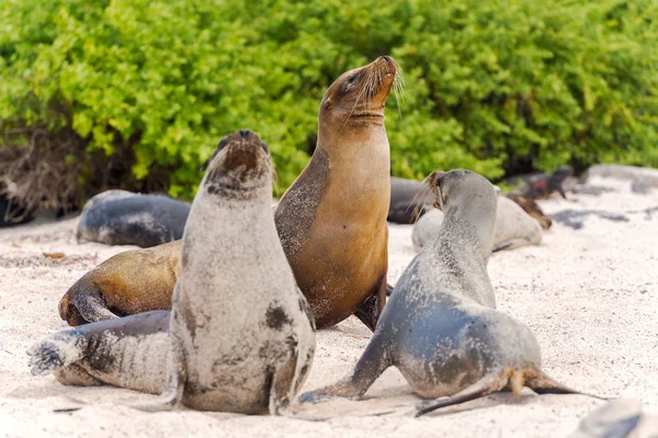 Leão marinho nas Ilhas Galápagos — Fotografia de Stock