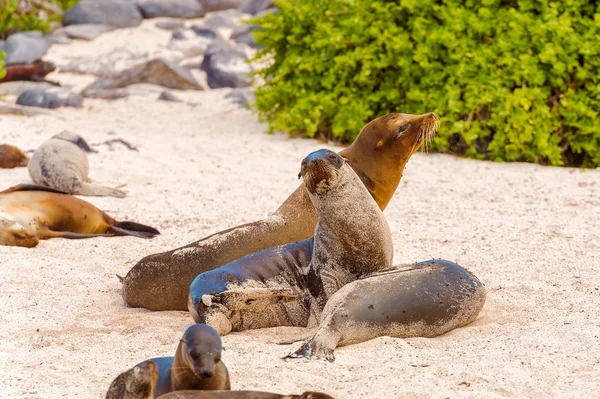 Leão marinho nas Ilhas Galápagos — Fotografia de Stock