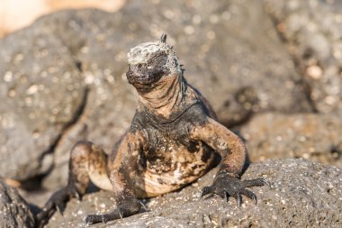 galapagos Adaları deniz iguana