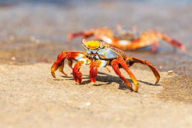 Galapagos Adalarında Sally Lightfoot yengeci